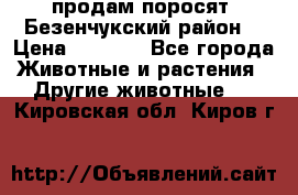 продам поросят .Безенчукский район  › Цена ­ 2 500 - Все города Животные и растения » Другие животные   . Кировская обл.,Киров г.